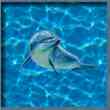 inset dolphin image
