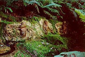 William Ricketts Sanctuary, Melbourne, Australia