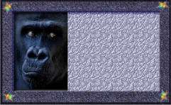 card - gorilla