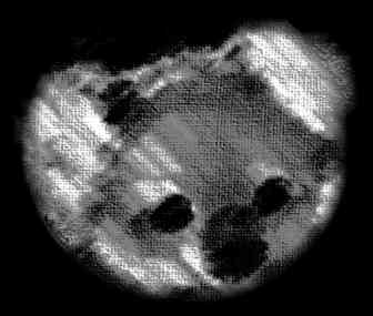 koala image - original sketch copyright koalaghost