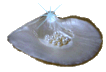 pearl shell marker