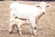 farm1.jpg (9092 bytes)
