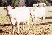 farm2.jpg (11040 bytes)