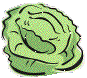 lettuce