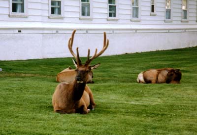 Deer at Yellowstone