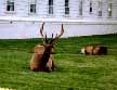 Mule Deer Picture from Yellowstone