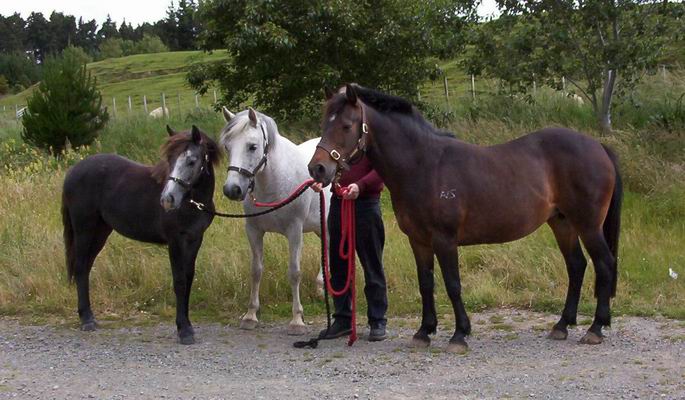 Moonshadow, Bridgette, and Bonnie Sue