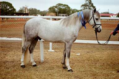 Cas 2002 - Chinchilla Show