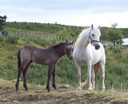 Cecil and Willow