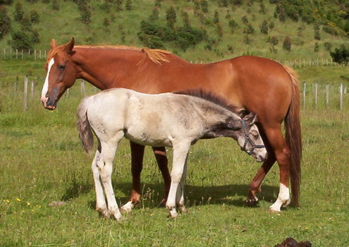 Harvey and Twizel