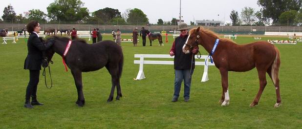 'Yearlings' at the A&P