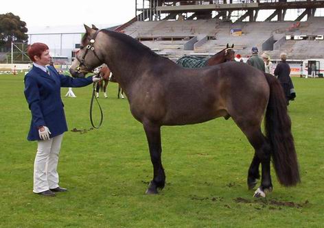 Dover at the Manawatu A&P Show 2004