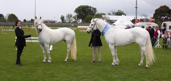 Willow and Moycullen