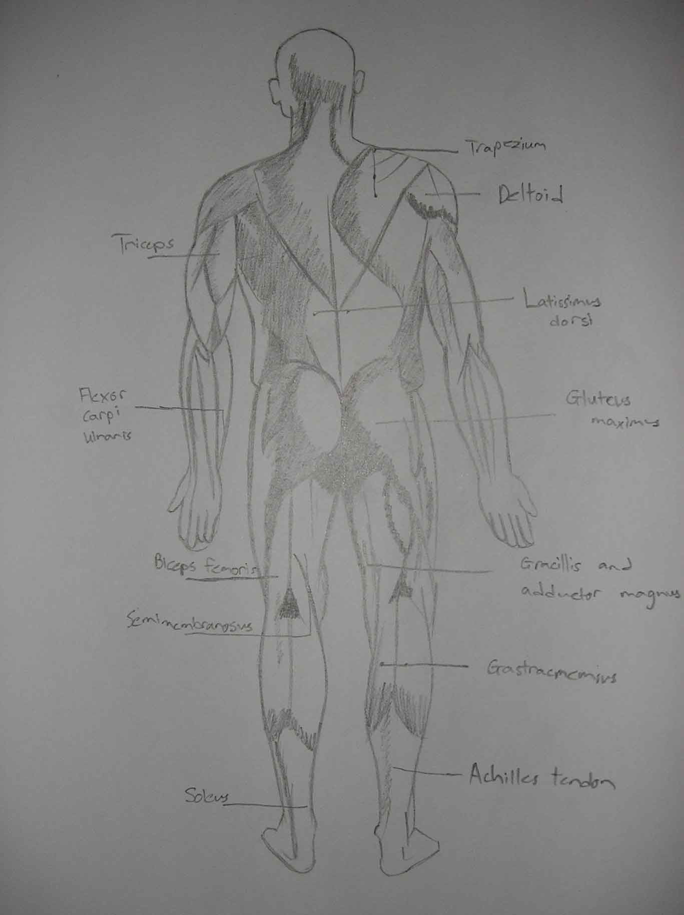 Anatomy Back