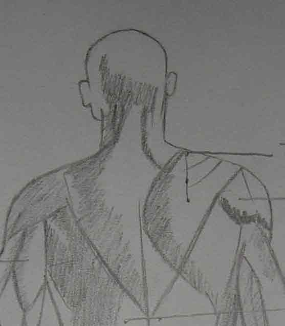 Anatomy Back