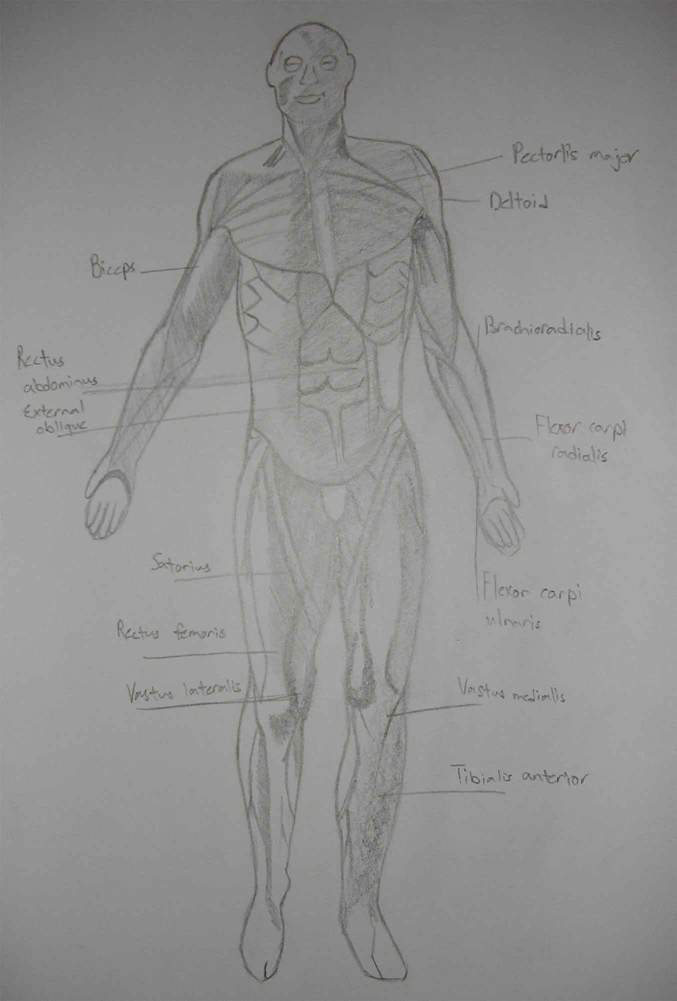 Anatomy Front