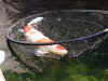 LESFISH1jpg.jpg (74930 bytes)