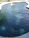 NOFISH1.jpg (249587 bytes)