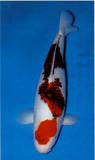 goromo