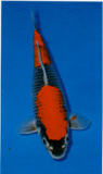 Goshike