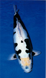 kawarimono