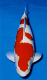 Kohaku
