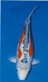 Shusui