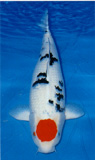 Tancho
