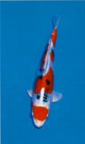 Yamato-Nishiki