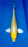 Yamabuki Ogon