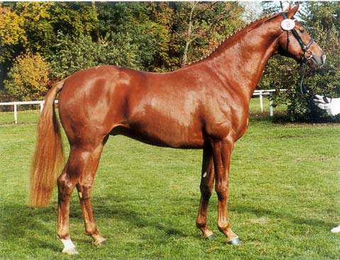 &copy; Superior Equine Sires