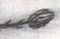 Tragdey of a Rose