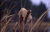 Cattails in Montana