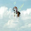 Macie was not an angel