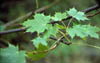 a green leaf