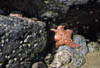 star fish on the Oregon Coast