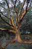 Soggy tree in the San Juan Islands