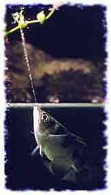 Archerfish knocking down prey