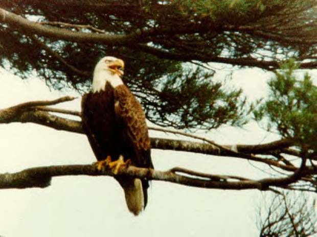 Bald Eagle on the lookout