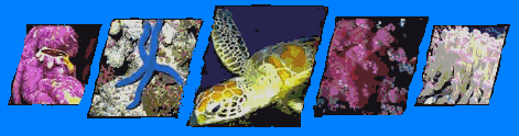 Wonders in the Great Barrier Reef