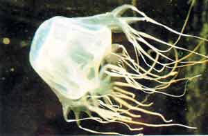 Picture of a Box Jellyfish