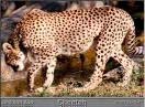 [Cheetah patrolling her territory]