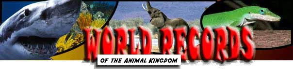 World Records in the Animal Kingdom