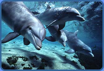 [Bottlenose Dolphins swimming in their pod]
