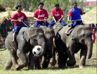 [Most funny event: Elephants playing soccer!]