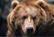[Grizzly Bear]