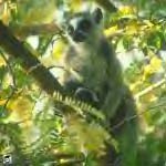 [Ring Tailed Lemur on the trees]