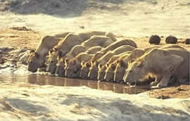 A pride of lions drinking water