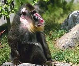 [Mandrill sitting on a rock]