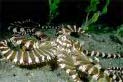 [The Mimic Octopus in its normal state]
